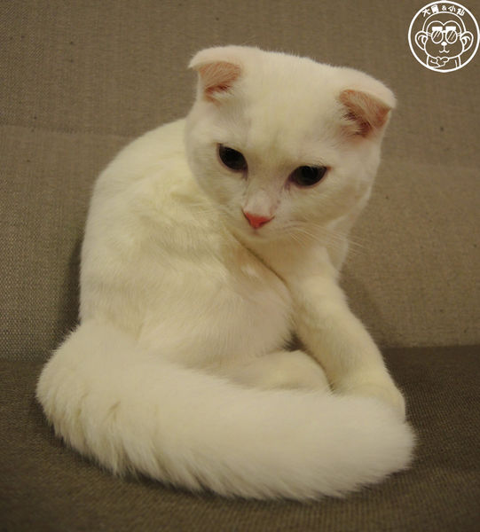 小春日和 動物雜貨:呷飽祙【台北松山・小春日和】結合寵物美容的複合式咖啡廳 小春日和 動物雜貨:呷飽祙【台北松山・小春日和】結合寵物美容的複合式咖啡廳