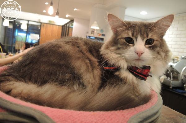 小春日和 動物雜貨:呷飽祙【台北松山・小春日和】結合寵物美容的複合式咖啡廳 小春日和 動物雜貨:呷飽祙【台北松山・小春日和】結合寵物美容的複合式咖啡廳