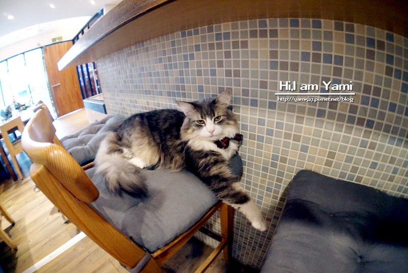 小春日和動物雜貨‧珈琲寵物餐廳 ► 台北 松山區 ◄民生社區必吃貓咪咖啡廳 x 複合式寵物剪毛餐廳有(WIFI/限時兩小時沒客滿不趕人)