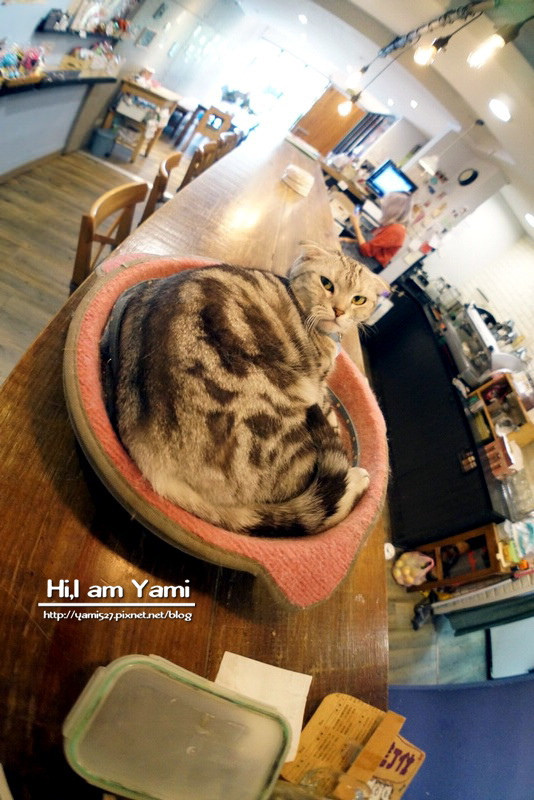 小春日和動物雜貨‧珈琲寵物餐廳 ► 台北 松山區 ◄民生社區必吃貓咪咖啡廳 x 複合式寵物剪毛餐廳有(WIFI/限時兩小時沒客滿不趕人)