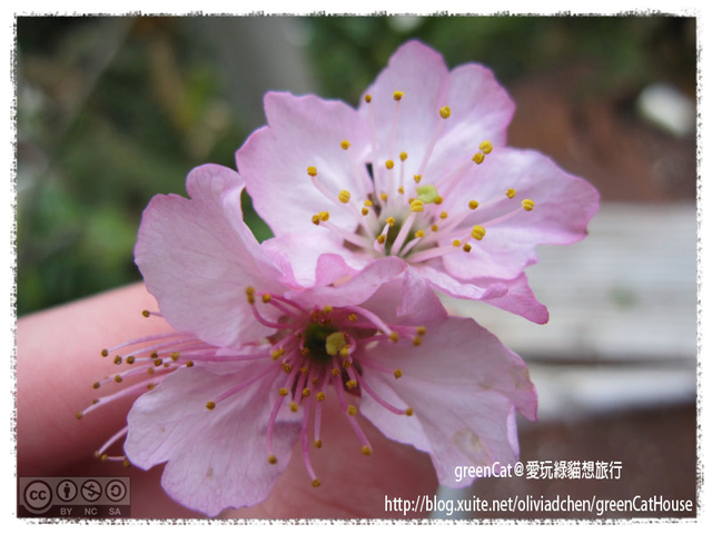 【南投】溪頭悠閒半日遊