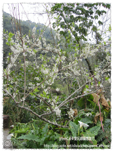 【南投】溪頭悠閒半日遊