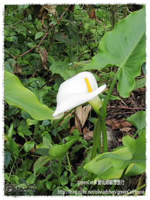 【南投】溪頭悠閒半日遊