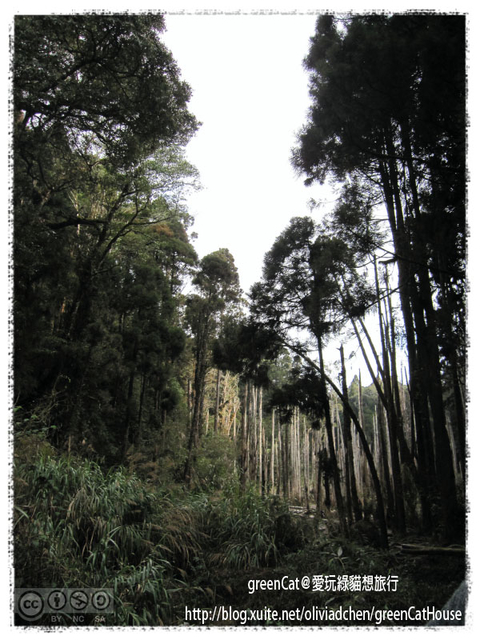 【南投】溪頭悠閒半日遊