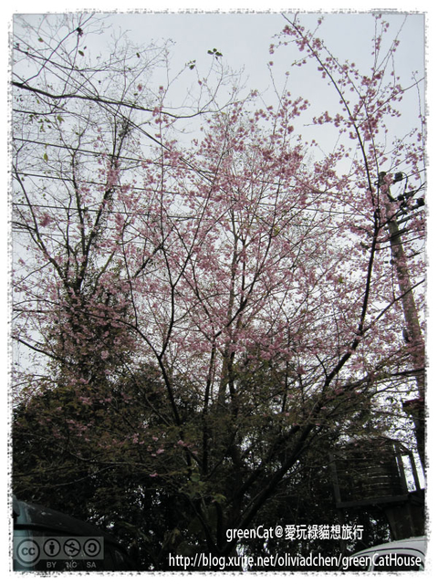 【南投】溪頭悠閒半日遊