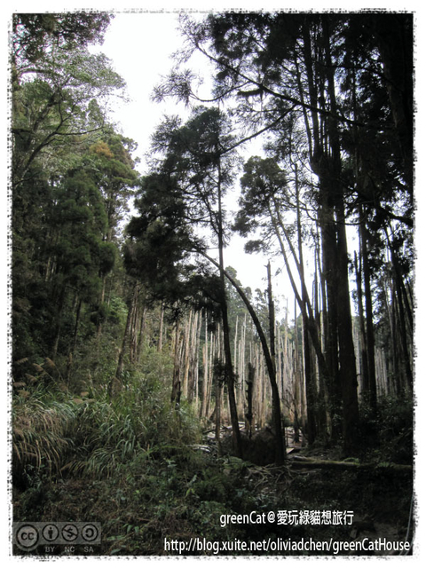 【南投】溪頭悠閒半日遊