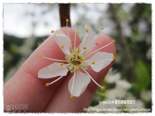 【南投】溪頭悠閒半日遊