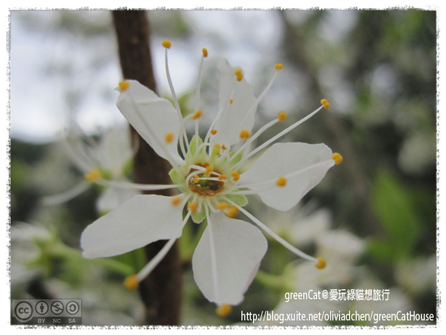 【南投】溪頭悠閒半日遊