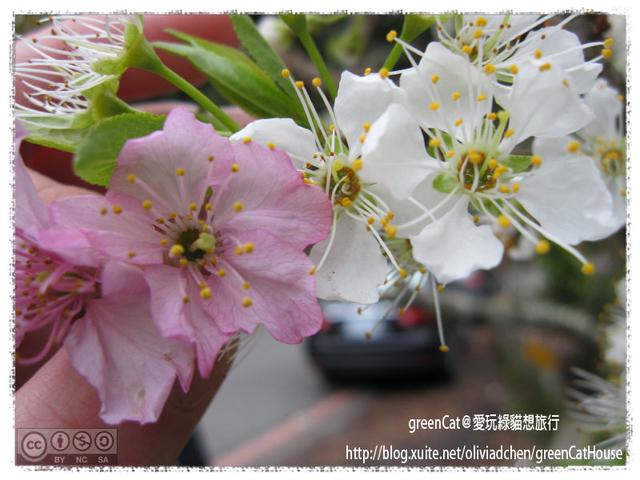 【南投】溪頭悠閒半日遊