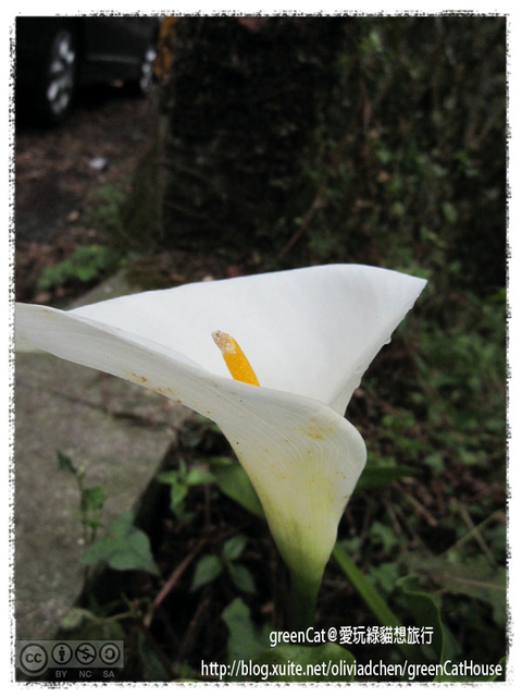 【南投】溪頭悠閒半日遊