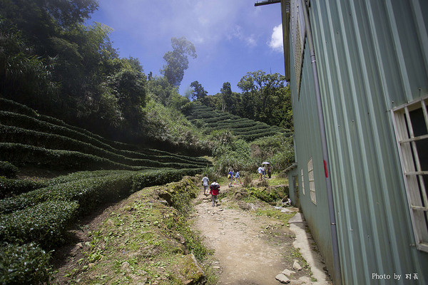 忘憂森林:【人像寫真】{南投}艷夏。忘憂森林 忘憂森林:【人像寫真】{南投}艷夏。忘憂森林