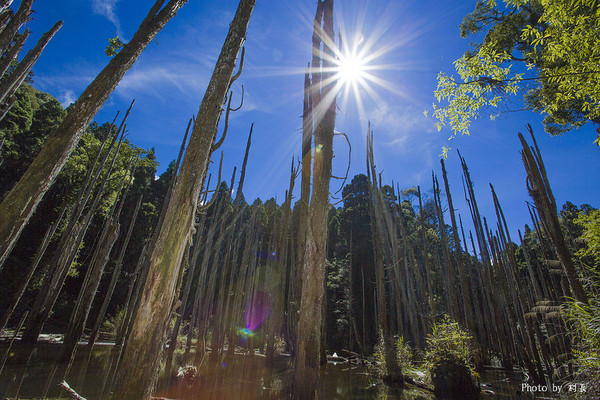 忘憂森林:【人像寫真】{南投}艷夏。忘憂森林 忘憂森林:【人像寫真】{南投}艷夏。忘憂森林