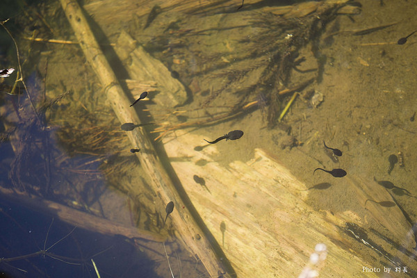 忘憂森林:【人像寫真】{南投}艷夏。忘憂森林 忘憂森林:【人像寫真】{南投}艷夏。忘憂森林