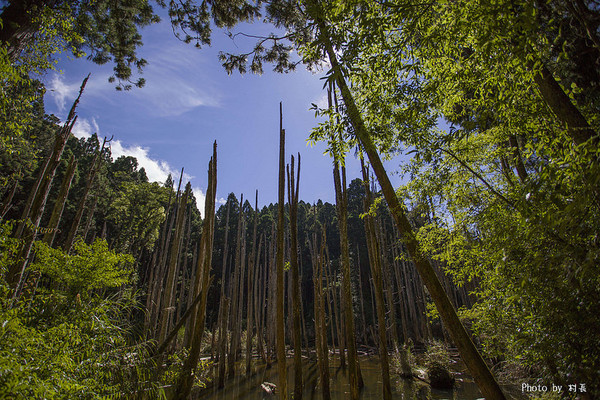 忘憂森林:【人像寫真】{南投}艷夏。忘憂森林 忘憂森林:【人像寫真】{南投}艷夏。忘憂森林