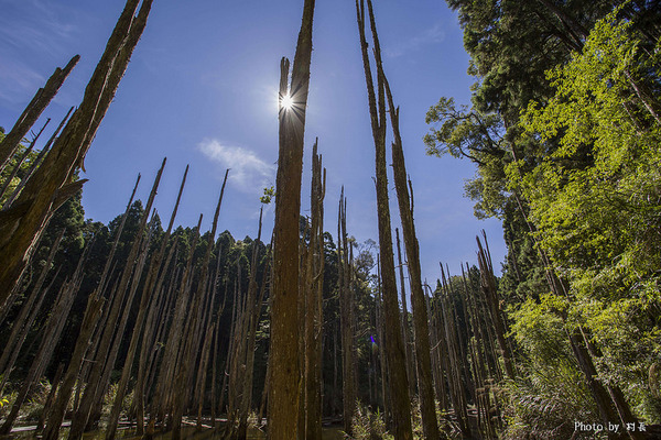 忘憂森林:【人像寫真】{南投}艷夏。忘憂森林 忘憂森林:【人像寫真】{南投}艷夏。忘憂森林