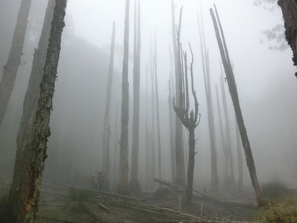 忘憂森林:【南投遊記】煙雨濛濛迷霧似幻的人間仙境@忘憂森林 忘憂森林:【南投遊記】煙雨濛濛迷霧似幻的人間仙境@忘憂森林