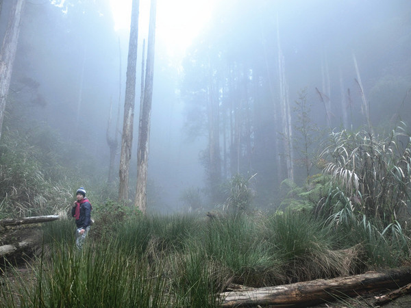 忘憂森林:【南投遊記】煙雨濛濛迷霧似幻的人間仙境@忘憂森林 忘憂森林:【南投遊記】煙雨濛濛迷霧似幻的人間仙境@忘憂森林