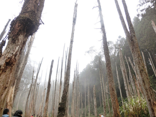 忘憂森林:【南投遊記】煙雨濛濛迷霧似幻的人間仙境@忘憂森林 忘憂森林:【南投遊記】煙雨濛濛迷霧似幻的人間仙境@忘憂森林