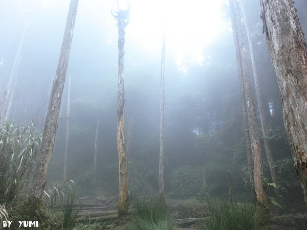 忘憂森林:【南投遊記】煙雨濛濛迷霧似幻的人間仙境@忘憂森林 忘憂森林:【南投遊記】煙雨濛濛迷霧似幻的人間仙境@忘憂森林