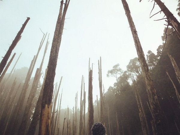 忘憂森林:【南投遊記】煙雨濛濛迷霧似幻的人間仙境@忘憂森林 忘憂森林:【南投遊記】煙雨濛濛迷霧似幻的人間仙境@忘憂森林