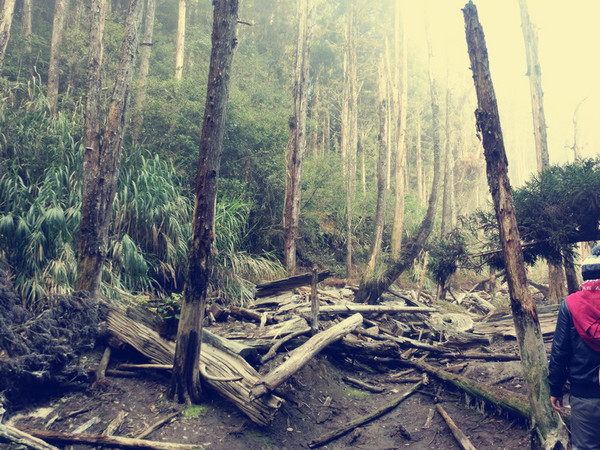 忘憂森林:【南投遊記】煙雨濛濛迷霧似幻的人間仙境@忘憂森林 忘憂森林:【南投遊記】煙雨濛濛迷霧似幻的人間仙境@忘憂森林