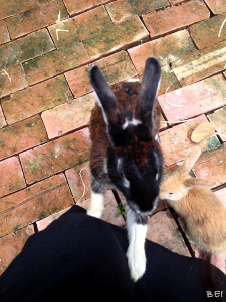 【中部景點】中部必去景點懶人包∞跟著Belle粗乃玩(✪ω✪)