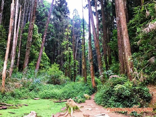 忘憂森林-南投旅遊景點