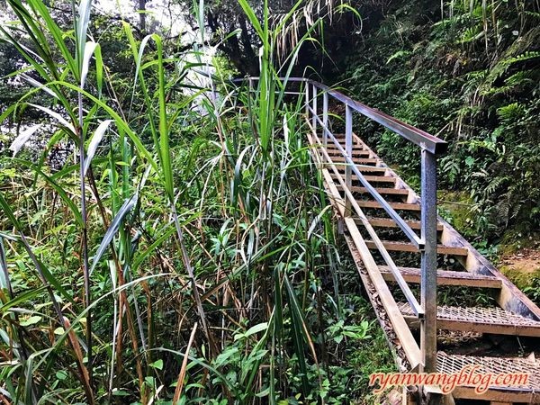 忘憂森林-南投旅遊景點