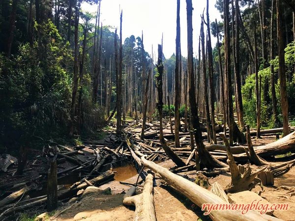 忘憂森林-南投旅遊景點