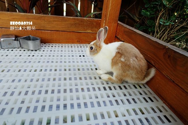 【高雄亲子景点】净园休闲农场 有许多可爱小动物 近