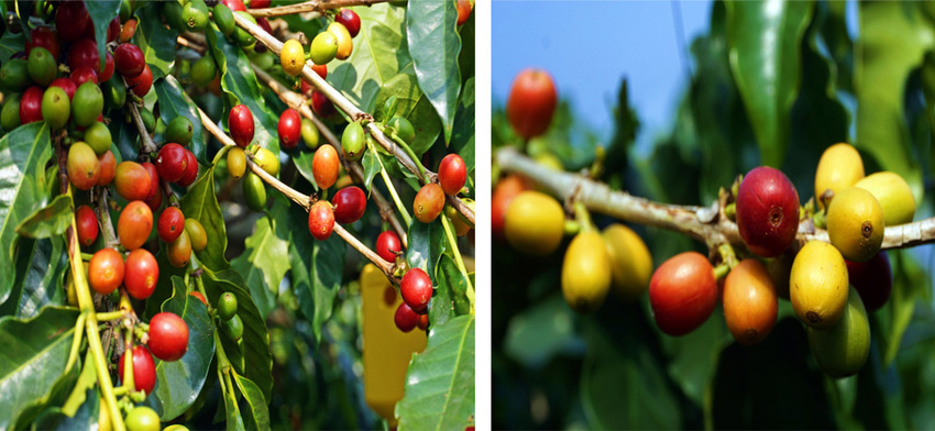 台中新社景點一日遊》花現秘境一日遊:2019台中國際花毯節、松之戀落羽松祕境、眉泉咖啡莊園、利旺文心蘭花園 - 小潔趴趴走旅遊札記