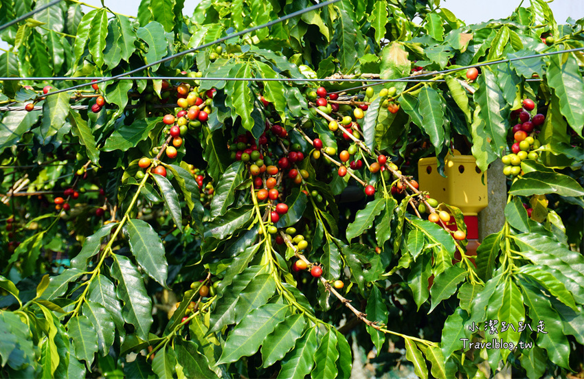 台中新社景點一日遊》花現秘境一日遊:2019台中國際花毯節、松之戀落羽松祕境、眉泉咖啡莊園、利旺文心蘭花園 - 小潔趴趴走旅遊札記