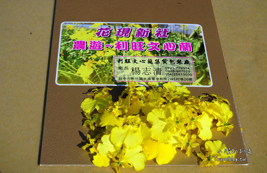 台中新社景點一日遊》花現秘境一日遊:2019台中國際花毯節、松之戀落羽松祕境、眉泉咖啡莊園、利旺文心蘭花園 - 小潔趴趴走旅遊札記