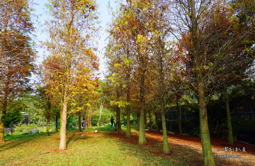 台中新社景點一日遊》花現秘境一日遊:2019台中國際花毯節、松之戀落羽松祕境、眉泉咖啡莊園、利旺文心蘭花園 - 小潔趴趴走旅遊札記