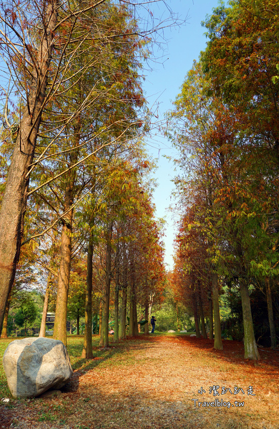 台中新社景點一日遊》花現秘境一日遊:2019台中國際花毯節、松之戀落羽松祕境、眉泉咖啡莊園、利旺文心蘭花園 - 小潔趴趴走旅遊札記