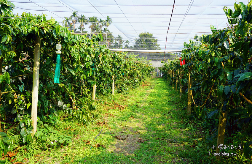 台中新社景點一日遊》花現秘境一日遊:2019台中國際花毯節、松之戀落羽松祕境、眉泉咖啡莊園、利旺文心蘭花園 - 小潔趴趴走旅遊札記