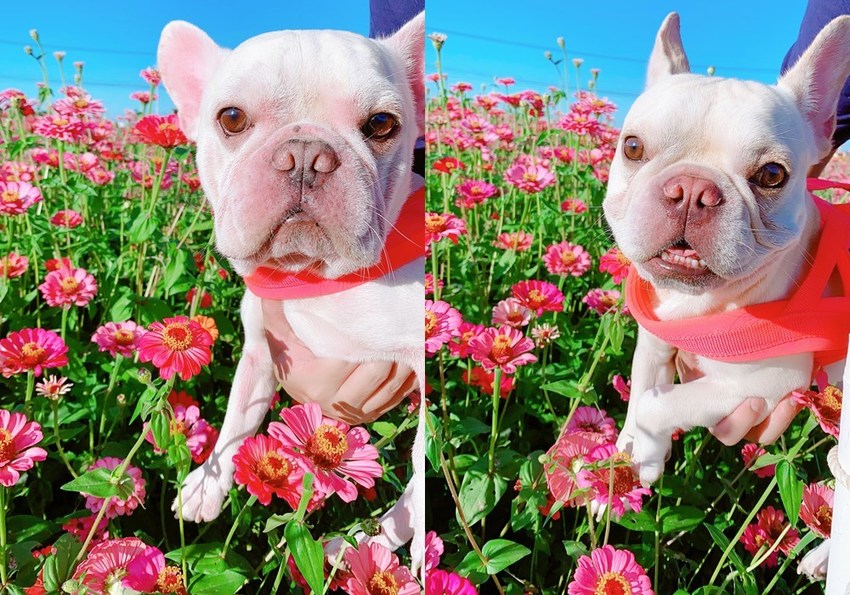 2020新社花海暨臺中國際花毯節，11/22花況，附園區資訊/免費接駁車/公車/寵物友善 - Cyndi loves享食天堂