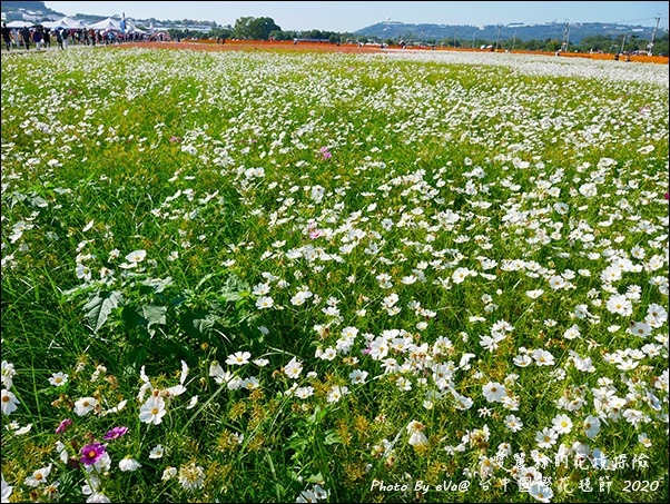 2020台中國際花毯節-28.jpg