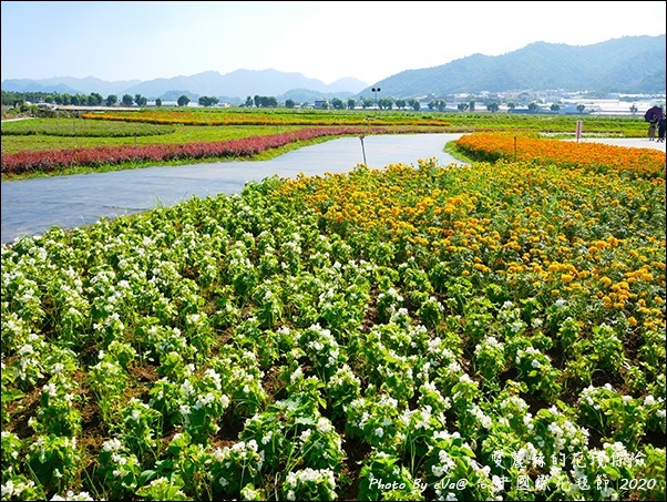 2020台中國際花毯節-24.jpg