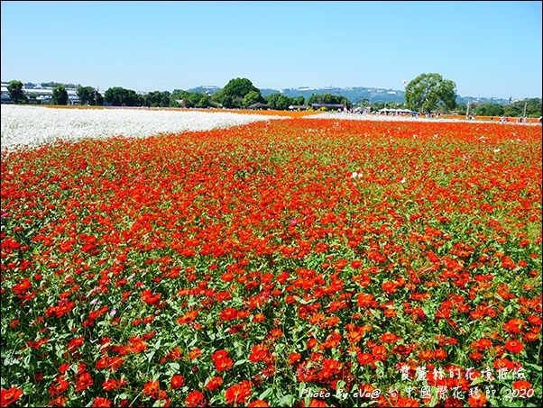 2020台中國際花毯節-37.jpg
