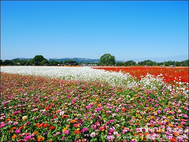 2020台中國際花毯節-35.jpg