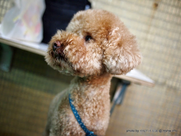 蟹老闆古早味手工蔥油餅：【食記】台北737巷蟹老闆古早味純手工蔥油餅.蔥抓餅@內湖MRT港墘站 : 鹹點甜味新登場~抓餅口感挑戰你的味蕾喲!