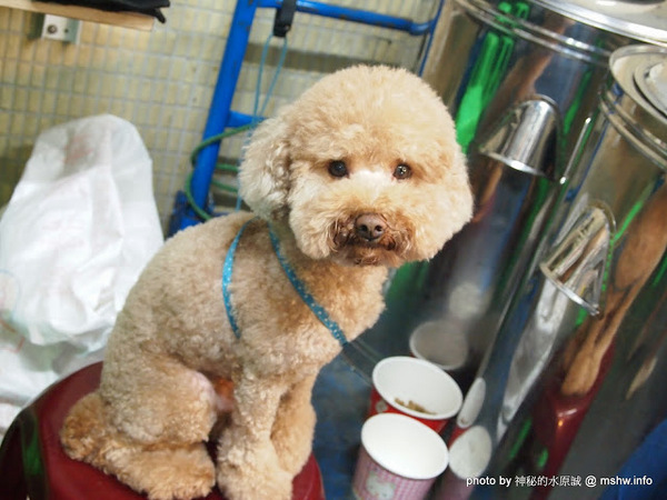 蟹老闆古早味手工蔥油餅：【食記】台北737巷蟹老闆古早味純手工蔥油餅.蔥抓餅@內湖MRT港墘站 : 鹹點甜味新登場~抓餅口感挑戰你的味蕾喲!
