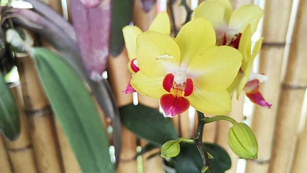 台南親子一日遊 -永通虱目魚粥、德元埤荷蘭村、六甲媽祖廟剉冰、蘭都觀光工廠、玉梅鮮乳包子饅頭、柳營八老