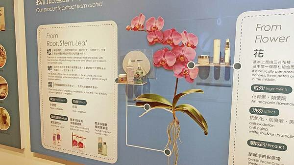 台南親子一日遊 -永通虱目魚粥、德元埤荷蘭村、六甲媽祖廟剉冰、蘭都觀光工廠、玉梅鮮乳包子饅頭、柳營八老