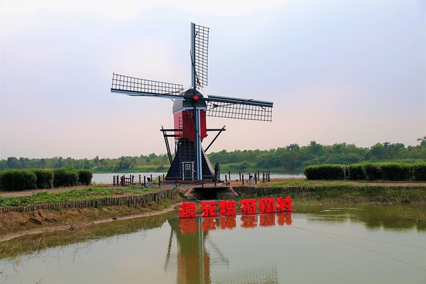 德元埤荷蘭村: 【台南柳營景點】德元埤荷蘭村~酪農昕鮮奶製品 巨大鬱金香IG網美最愛取景點