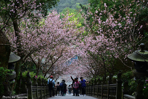 0303 碧山巖櫻花10.jpg