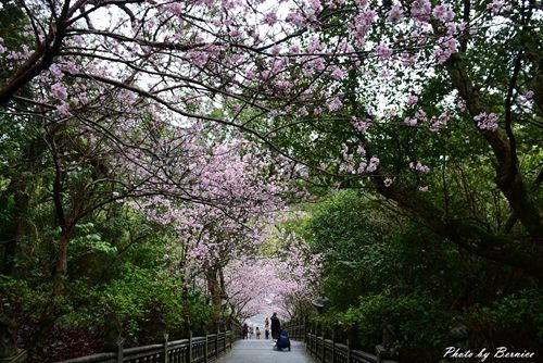 0304 碧山巖櫻花09.jpg