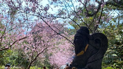 0219 碧山巖櫻花12.jpg