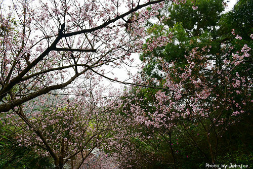 0303 碧山巖櫻花06.jpg